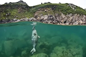 Atlantic grey seal (Halichoerus grypus) resting vertical beneath the surface, Lundy Island Atlantic grey seal (Halichoerus grypus) resting vertical beneath the surface, Lundy Island