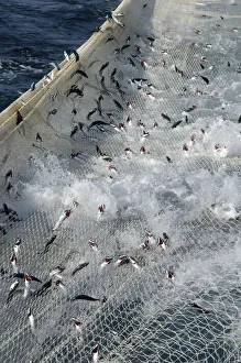 Atlantic mackerel (Scomber scombrus) in the net of Shetland pelagic trawler Charisma' Atlantic mackerel (Scomber scombrus) in the net of Shetland pelagic trawler Charisma'