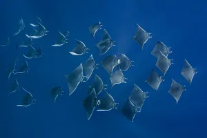 Atlantic mobula ray (Mobula hypostoma) group swimming in Caribbean Sea Atlantic mobula ray (Mobula hypostoma) group swimming in Caribbean Sea