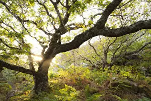 Quercus Gallery: Atlantic oak wood (Quercus petraea), Achduart, Coigach and Assynt, Sutherland, Scotland
