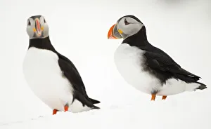 Atlantic Puffin (Fratercula arctica) two resting on a snow bank, Hornoya, Varanger Atlantic Puffin (Fratercula arctica) two resting on a snow bank, Hornoya, Varanger