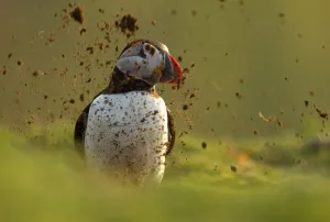 Atlantic Puffin (Fratercula arctica) covered by mud from its partner digging out Atlantic Puffin (Fratercula arctica) covered by mud from its partner digging out
