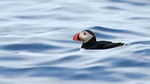 Atlantic puffin (Fratercula arctica) swimming on the ocean surface, Svalbard, Norway Atlantic puffin (Fratercula arctica) swimming on the ocean surface, Svalbard, Norway