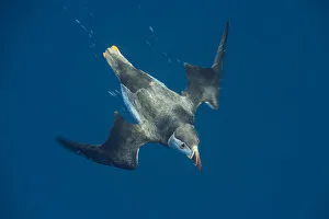 Atlantic puffin (Fratercula arctica) diving, North Rona, Outer Hebrides / Western Isles Atlantic puffin (Fratercula arctica) diving, North Rona, Outer Hebrides / Western Isles