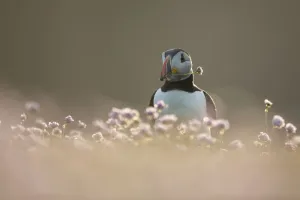 Atlantic puffin (Fratercula arctica) with flower in beak Atlantic puffin (Fratercula arctica) with flower in beak