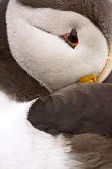 Atlantic puffin (Fratercula arctica) portrait, Shetland islands, Scotland, UK, June Atlantic puffin (Fratercula arctica) portrait, Shetland islands, Scotland, UK, June