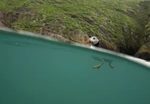 Atlantic Puffin (Fratercula arctica) swimming, split level view, Skomer Island, Wales Atlantic Puffin (Fratercula arctica) swimming, split level view, Skomer Island, Wales