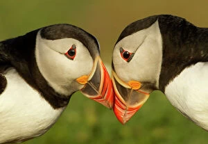 Related Images Gallery: Atlantic Puffins (Fratercula arctica) pair bill rubbing, part of ritual courtship