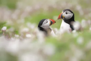 Atlantic puffins (Fratercula arctica) amongst flowering Sea campion (Silene uniflora) Atlantic puffins (Fratercula arctica) amongst flowering Sea campion (Silene uniflora)