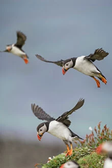 Puffins Gallery: Atlantic Puffins (Fratercula arctica) flying near cliff top, Isle of Lunga, Isle of Mull