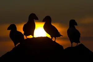 Atlantic puffins (Fratercula arctica) at dusk, Fair Isle, Shetland, July Atlantic puffins (Fratercula arctica) at dusk, Fair Isle, Shetland, July