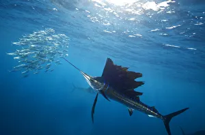 Atlantic Sailfish (Istiophorus albicans) attacking school of sardine (Sardinella aurita Atlantic Sailfish (Istiophorus albicans) attacking school of sardine (Sardinella aurita