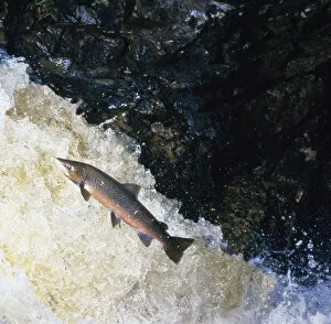 Images Dated 25th May 2006: Atlantic salmon (Salmo salar) leaping upstream in river, Scotland, UK