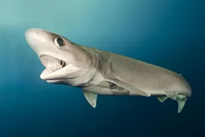 Elasmobranch Gallery: Atlantic sixgill shark (Hexanchus vitulus) swimming with open mouth