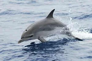 Breaches Gallery: Atlantic spotted dolphin (Stenella frontalis) juvenile, without spots, porposing