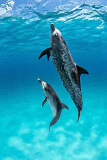 Frontalis Gallery: Atlantic spotted dolphin (Stenella frontalis) with juvenile swimming towards surface over a