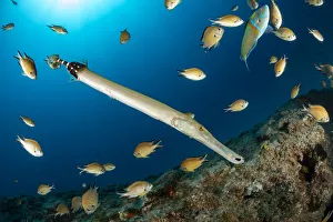 Atlantic trumpetfish (Aulostomus strigosus) surrounded, South Tenerife, Canary Islands Atlantic trumpetfish (Aulostomus strigosus) surrounded, South Tenerife, Canary Islands