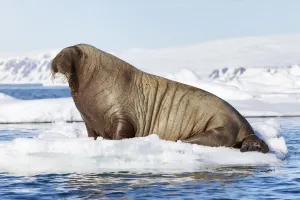 Atlantic walrus (Odobenus rosmarus rosmarus) hauled out on ice floe, Svalbard, Norway Atlantic walrus (Odobenus rosmarus rosmarus) hauled out on ice floe, Svalbard, Norway