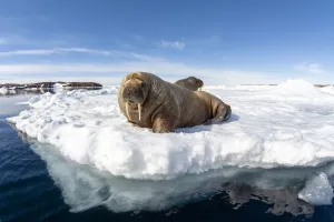 Atlantic walrus (Odobenus rosmarus rosmarus), two hauled out on ice. Svalbard, Norway Atlantic walrus (Odobenus rosmarus rosmarus), two hauled out on ice. Svalbard, Norway