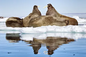 Atlantic walruses (Odobenus rosmarus) resting on ice, with two large individuals facing Atlantic walruses (Odobenus rosmarus) resting on ice, with two large individuals facing