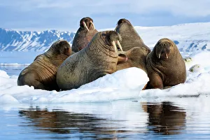 Atlantic walruses (Odobenus rosmarus rosmarus) group hauled out and resting on ice floe Atlantic walruses (Odobenus rosmarus rosmarus) group hauled out and resting on ice floe