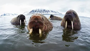 Atlantic walruses (Odobenus rosmarus rosmarus) hanging out in shallow water in Svalbard Atlantic walruses (Odobenus rosmarus rosmarus) hanging out in shallow water in Svalbard