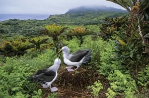 Atlantic yellow-nosed albatross (Thalassarche chlororhynchos) courtship display Atlantic yellow-nosed albatross (Thalassarche chlororhynchos) courtship display