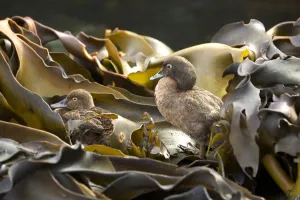 Auckland Island brown teal (Anas aucklandica) flightless and feeds Auckland Island brown teal (Anas aucklandica) flightless and feeds