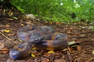 Bismarck Ringed Python Prints: Bismarck Ringed python Print, Willaumez Peninsula, New Britain