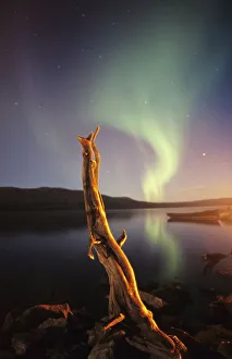 Aurora Borealis over lake, with wooden stump in Laponia, Muddus NP, Sweden Aurora Borealis over lake, with wooden stump in Laponia, Muddus NP, Sweden