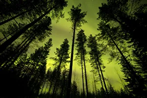Boreal Forest Gallery: Aurora Borealis above silhouetted trees, northern Finland, March