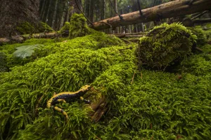 Aurora's salamander (Salamandra atra aurorae), endemic to Asiago plateau, Italy Aurora's salamander (Salamandra atra aurorae), endemic to Asiago plateau, Italy