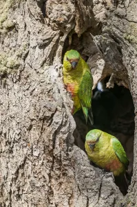 Austral parakeet (Enicognathus ferrugineus), investigating potential nest cavity in Austral parakeet (Enicognathus ferrugineus), investigating potential nest cavity in