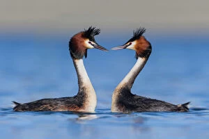 Crest Gallery: Australasian crested grebe pair (Podiceps cristatus australis) in courtship display