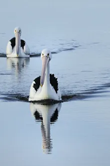 Australian pelicans (Pelecanus conspicillatus) on the water, Kangaroo Island, South Australia Australian pelicans (Pelecanus conspicillatus) on the water, Kangaroo Island, South Australia