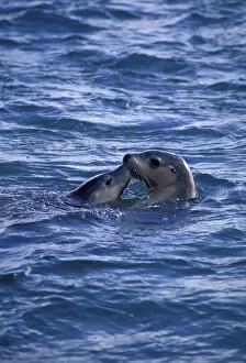 Images Dated 9th February 2005: Australian sealion with young at sea surface {Neophoca cinerea} Australia