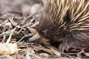Australian Short-beaked Echidna (Tachyglossus aculeatus) head portrait, Kangaroo Island Australian Short-beaked Echidna (Tachyglossus aculeatus) head portrait, Kangaroo Island