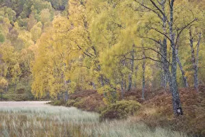 Images Dated 25th January 2010: Autumn birches in Craigellachie NNR, Cairngorms NP, Scotland, UK, October