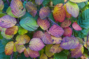 Images Dated 11th February 2013: Autumn bramble leaves (Rubus fruticosa) Hindringham, North Norfolk, England