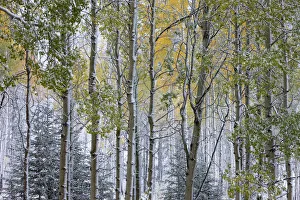 Autumn colours of the Aspen trees (Populus tremula) in the snow, near Muleshoe Autumn colours of the Aspen trees (Populus tremula) in the snow, near Muleshoe