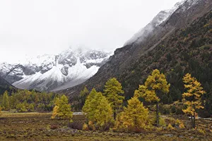 Autumn colours and snow covered mountains Baima Snow Mountain Nature reserve, Yunnan Autumn colours and snow covered mountains Baima Snow Mountain Nature reserve, Yunnan