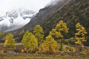 Autumn colours, snow covered mountains and sceneries, Baima Snow Mountain Nature reserve Autumn colours, snow covered mountains and sceneries, Baima Snow Mountain Nature reserve