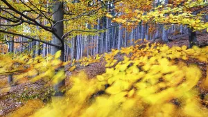 Autumn European beech (Fagus sylvatica) and pine forest in the background photographed Autumn European beech (Fagus sylvatica) and pine forest in the background photographed