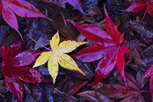 Autumn leaves, Japanese maple (Acer palmatum) Lu Shan, Taiwan Autumn leaves, Japanese maple (Acer palmatum) Lu Shan, Taiwan