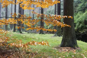 Autumn leaves and tree trunks, Rynartice, Ceske Svycarsko / Bohemian Switzerland National Park Autumn leaves and tree trunks, Rynartice, Ceske Svycarsko / Bohemian Switzerland National Park