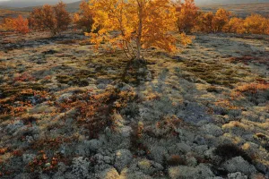 Autumn trees and Reindeer lichen / moss in Forollhogna National Park, Norway, September Autumn trees and Reindeer lichen / moss in Forollhogna National Park, Norway, September