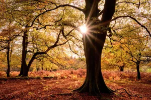 Autumnal beech trees ((Fagus sylvatica) at Bolderwood, The New Forest, Hampshire, UK Autumnal beech trees ((Fagus sylvatica) at Bolderwood, The New Forest, Hampshire, UK