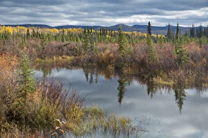 Expansive Gallery: Autumnal boreal forest with lake, Silver Trail, near Mayo, Yukon Territories, Canada