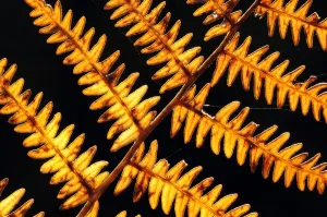 Autumnal bracken {Pteridium aquilinum} backlit, Exmoor National Park, Somerset, UK Autumnal bracken {Pteridium aquilinum} backlit, Exmoor National Park, Somerset, UK