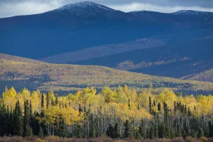 Expansive Gallery: Autumnal Quaking aspen (Populus tremuloides) and pine tree forest, along the Klondike